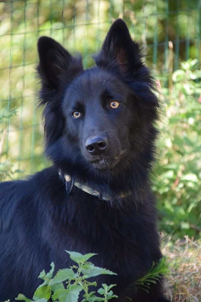 Balù, il cane nero della fattoria, con gli occhi color ambra