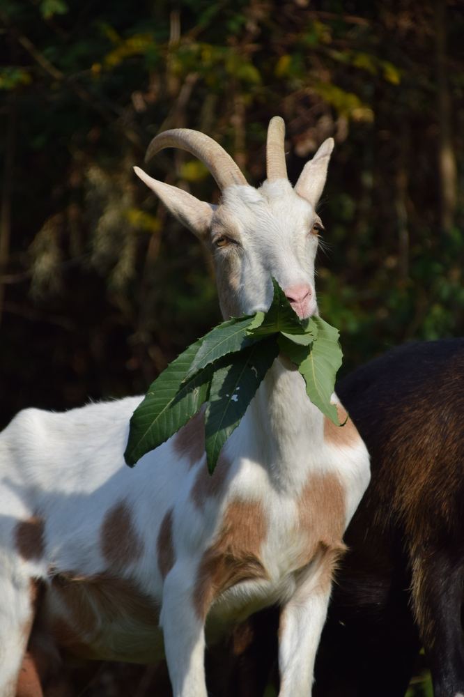 Bianchina, la capra bianca e nocciola, che mangia foglie di castagno