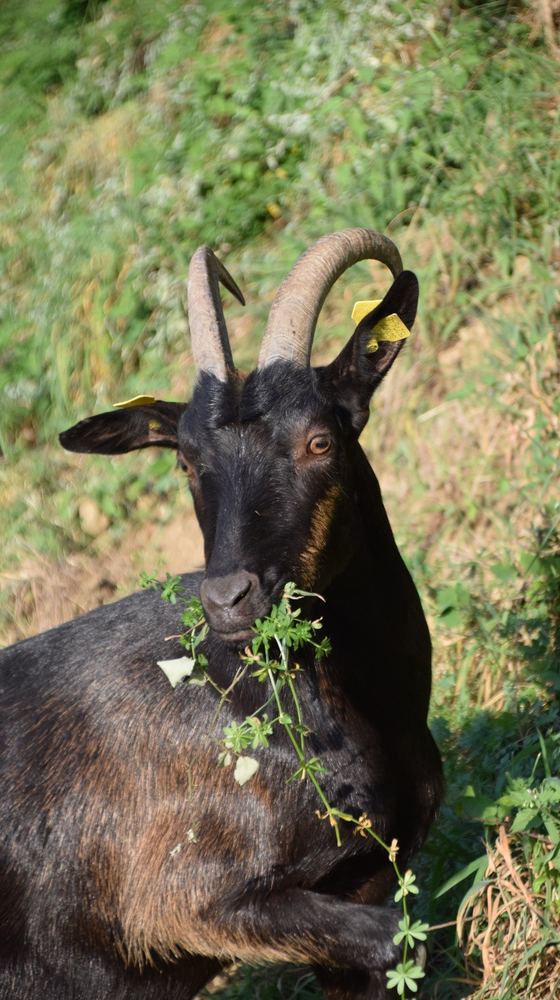 Nerina, la capra nera, che bruca l'erba sul pendio