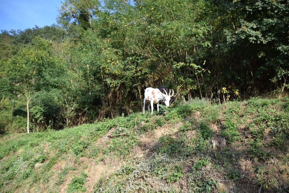 Le capre al pascolo sul prato ai margini del bosco