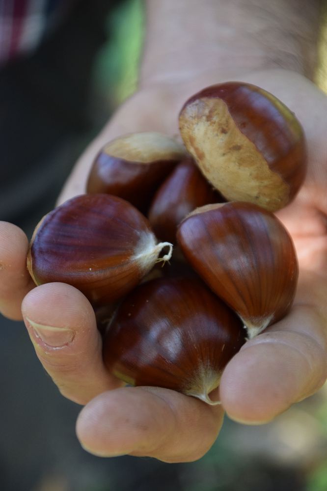 Una manciata di castagne appena raccolte nel castagneto