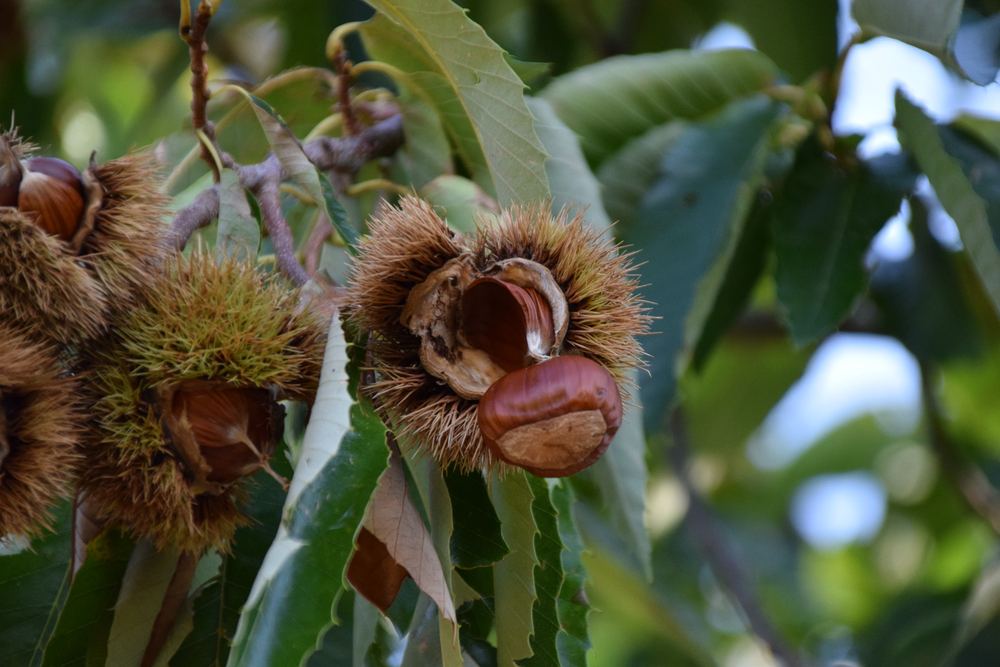 Ricci aperti con castagne mature sui rami del castagneto