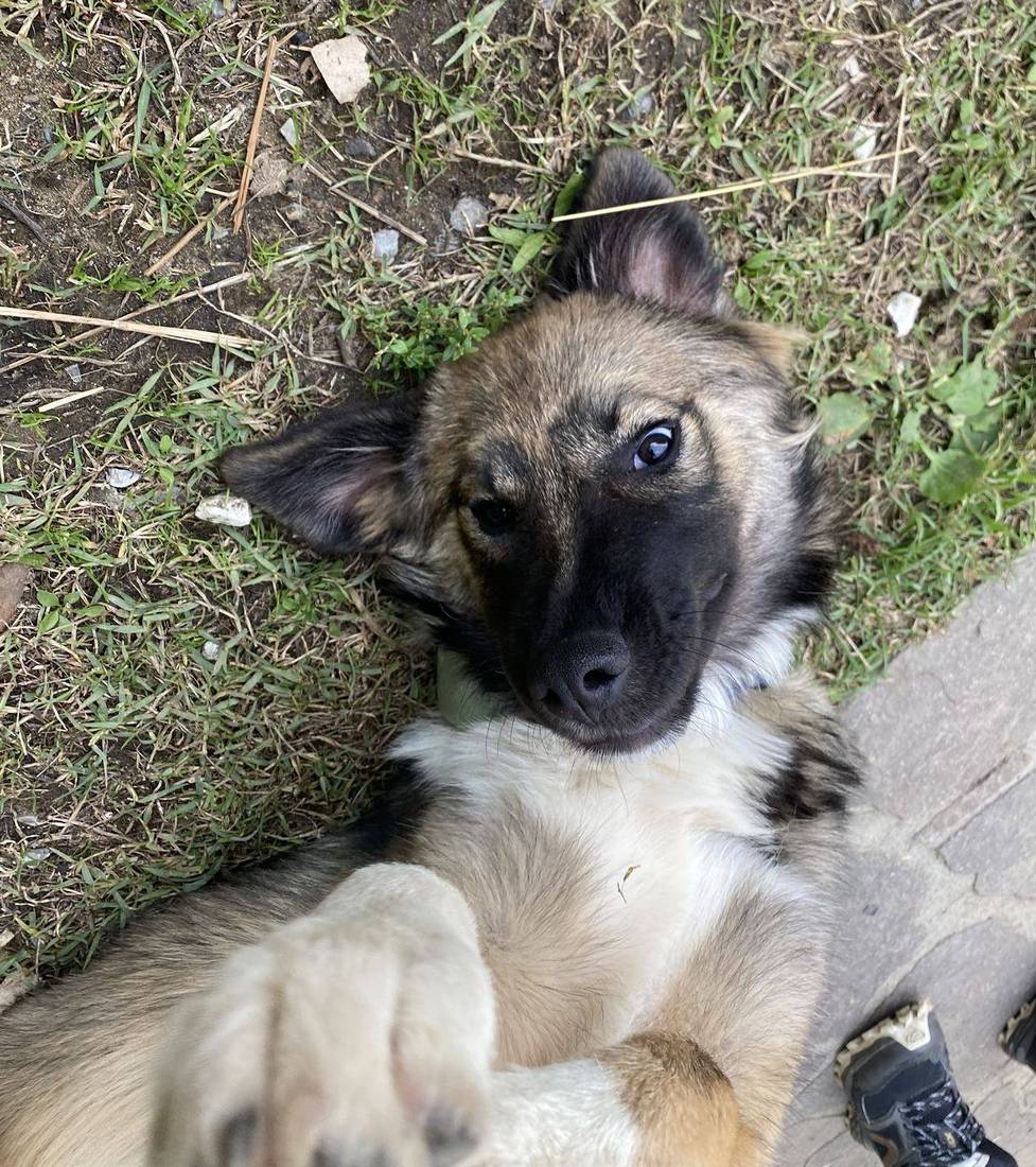 Circe, la cucciola della fattoria, sdraiata a pancia in su sul prato in cerca di coccole