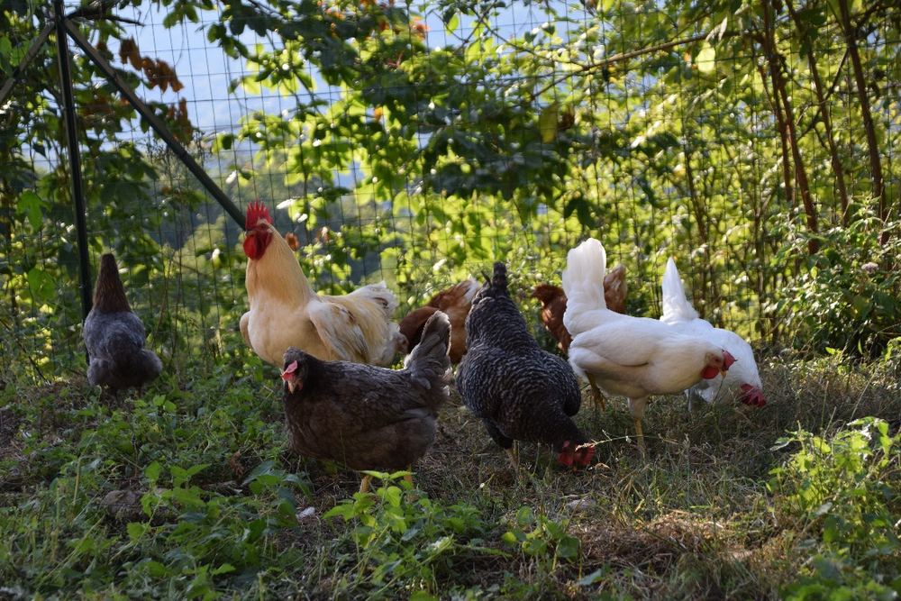 Le galline e il gallo che razzolano nel recinto all'aperto