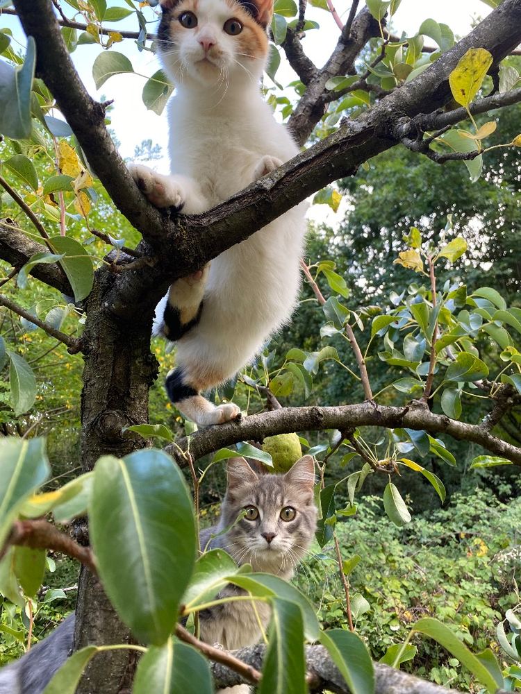 Pesca e Susina, le due gattine della fattoria, arrampicate sul pero