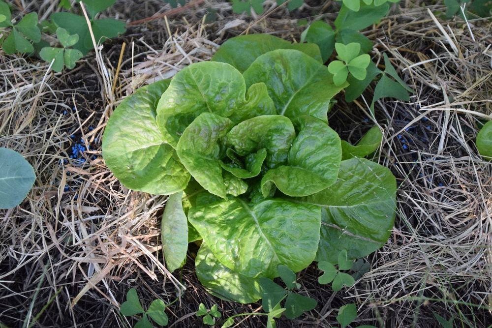 Cespo di lattuga nell'orto pacciamato con fieno
