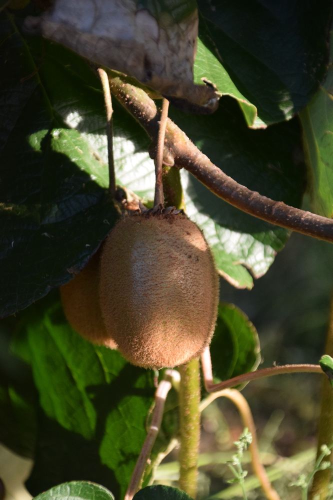 Kiwi che maturano sulla pianta tra le foglie