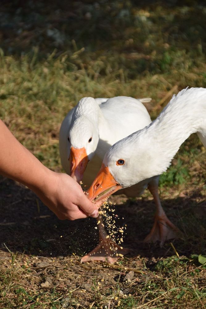 Nedo e Betti, le due oche bianche, che mangiano dalla mano