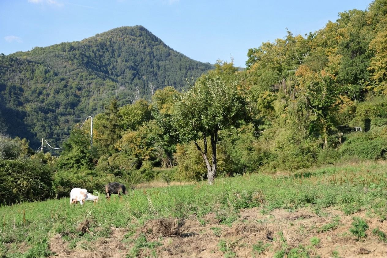 Animali al pascolo nei prati della fattoria, con i boschi e le colline della Svizzera Pesciatina sullo sfondo