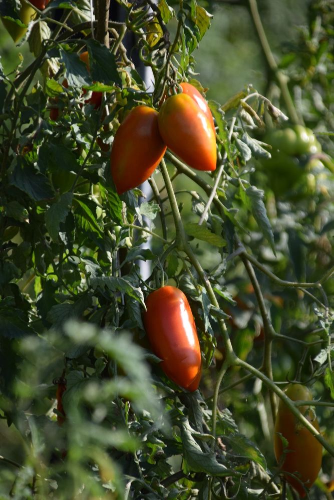 Pomodori allungati che maturano sulla pianta