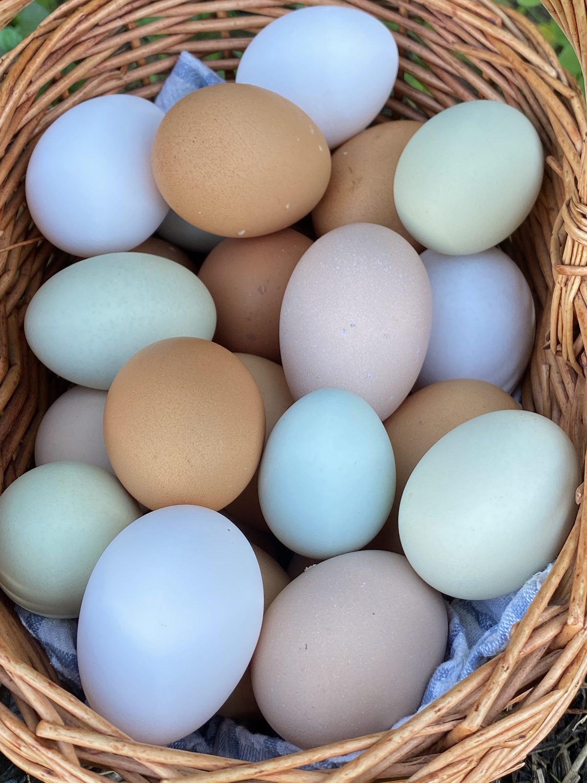 Cesto di uova colorate azzurre, verdi, marroni, nocciola e bianche delle galline della fattoria